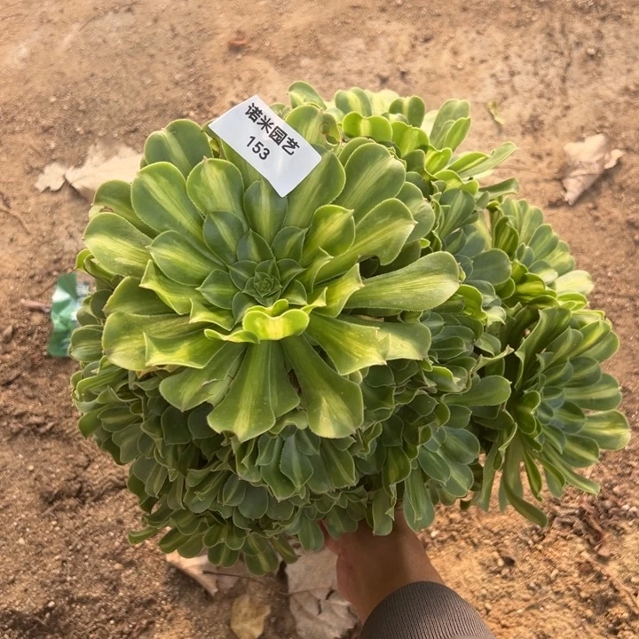 翡翠琉璃大手捧多肉植物153