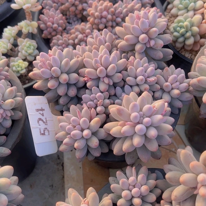 健健康康平平安安