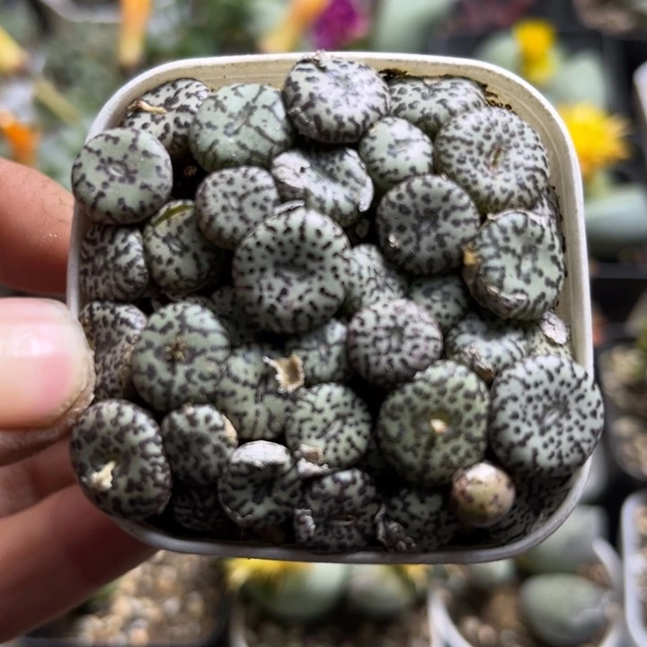 可爱多肉嘟嘟安贞300