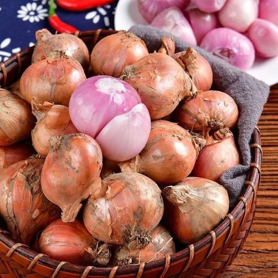 【正宗】东北毛葱新鲜毛葱洋葱圆葱炸葱油紫葱0.5/1/2/3/5斤包邮