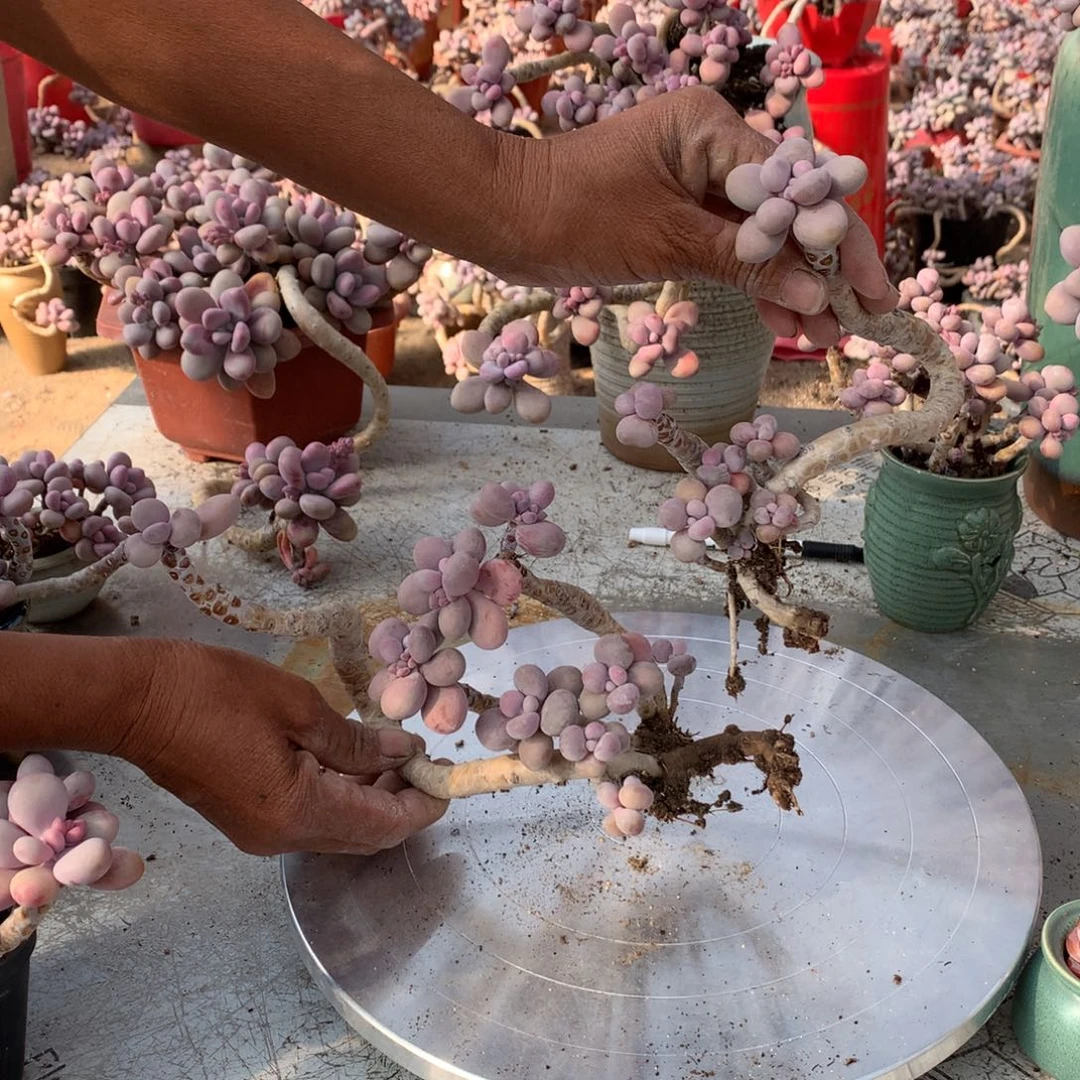 桃蛋老桩两颗22号