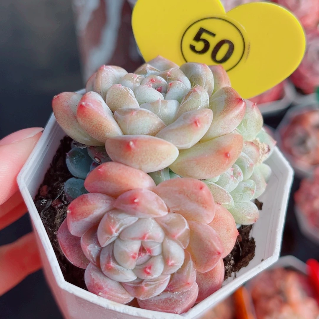 50号小老桩糖心群