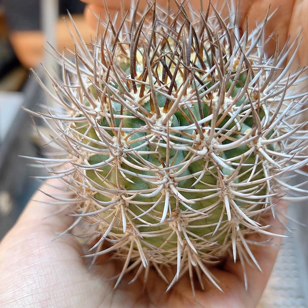 苗接逆豹无根含刺8公分有黑豹基因