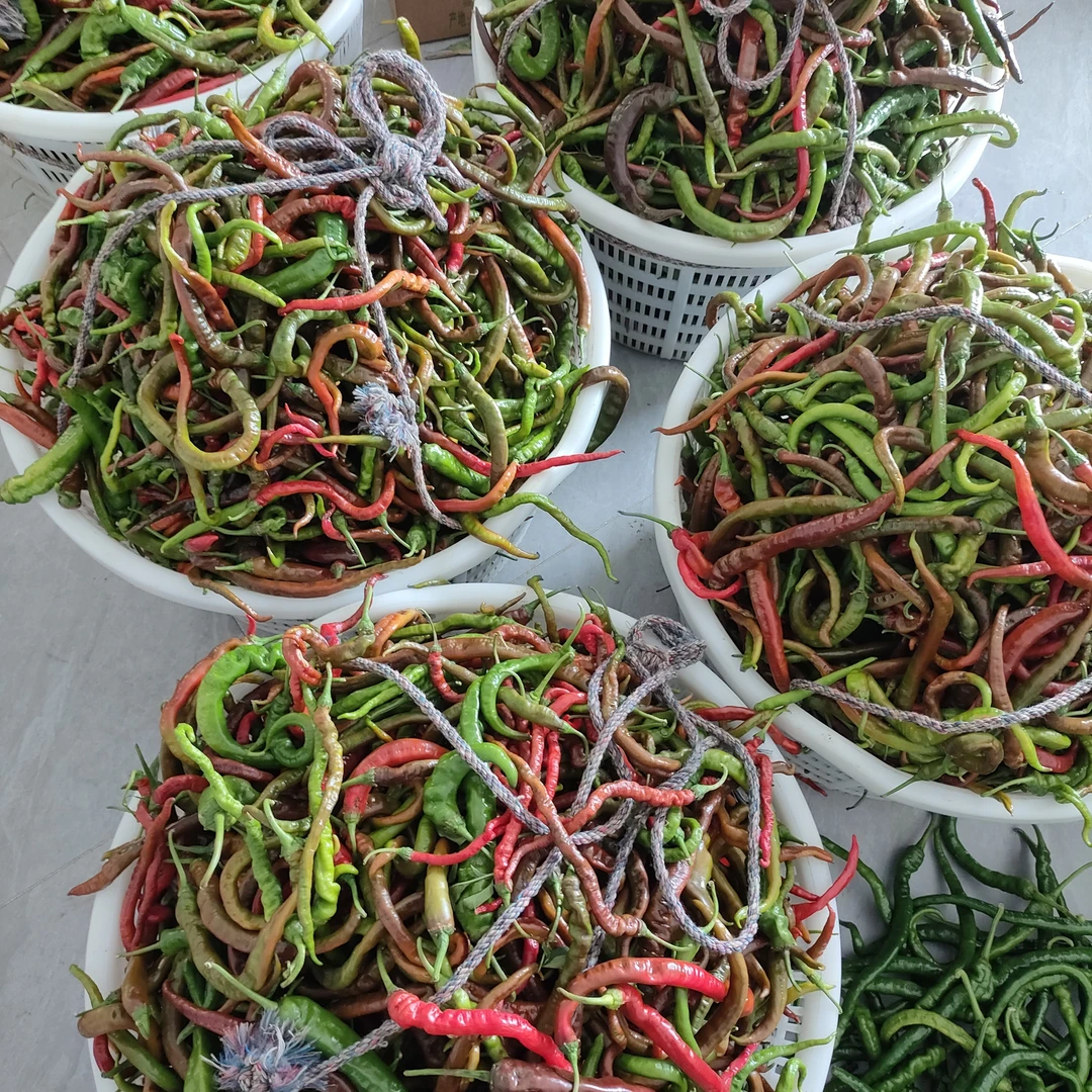 湖南娄底双峰本地青红混合辣椒包邮