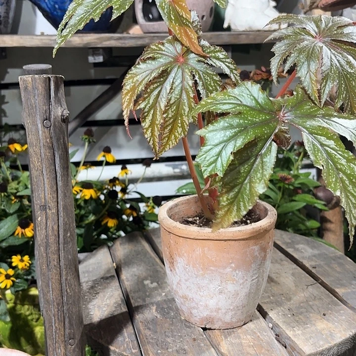 许纯的花盆简约盆