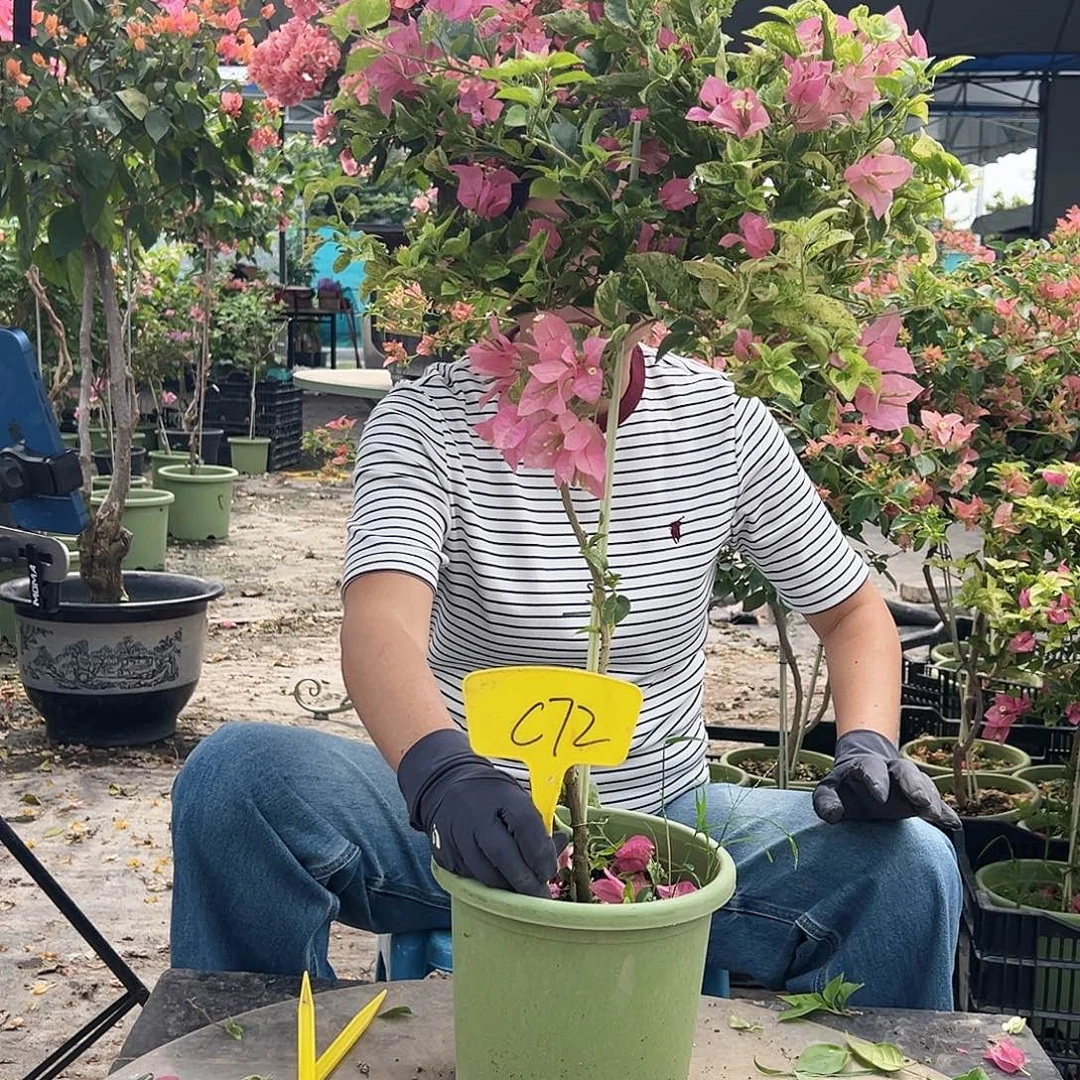 记***）大部分花苞少量开放C72斑叶米罗