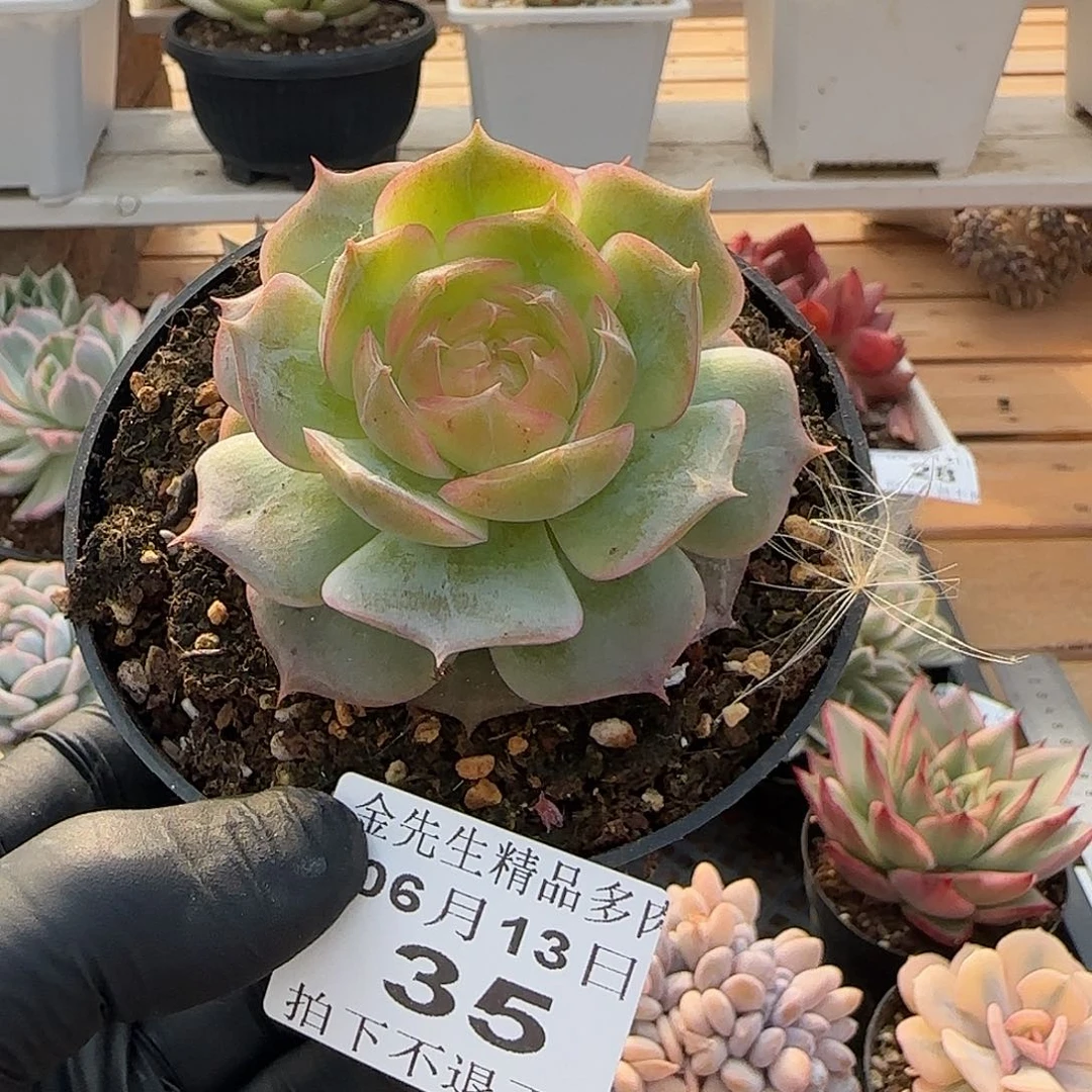 0613-35琉璃盏单头