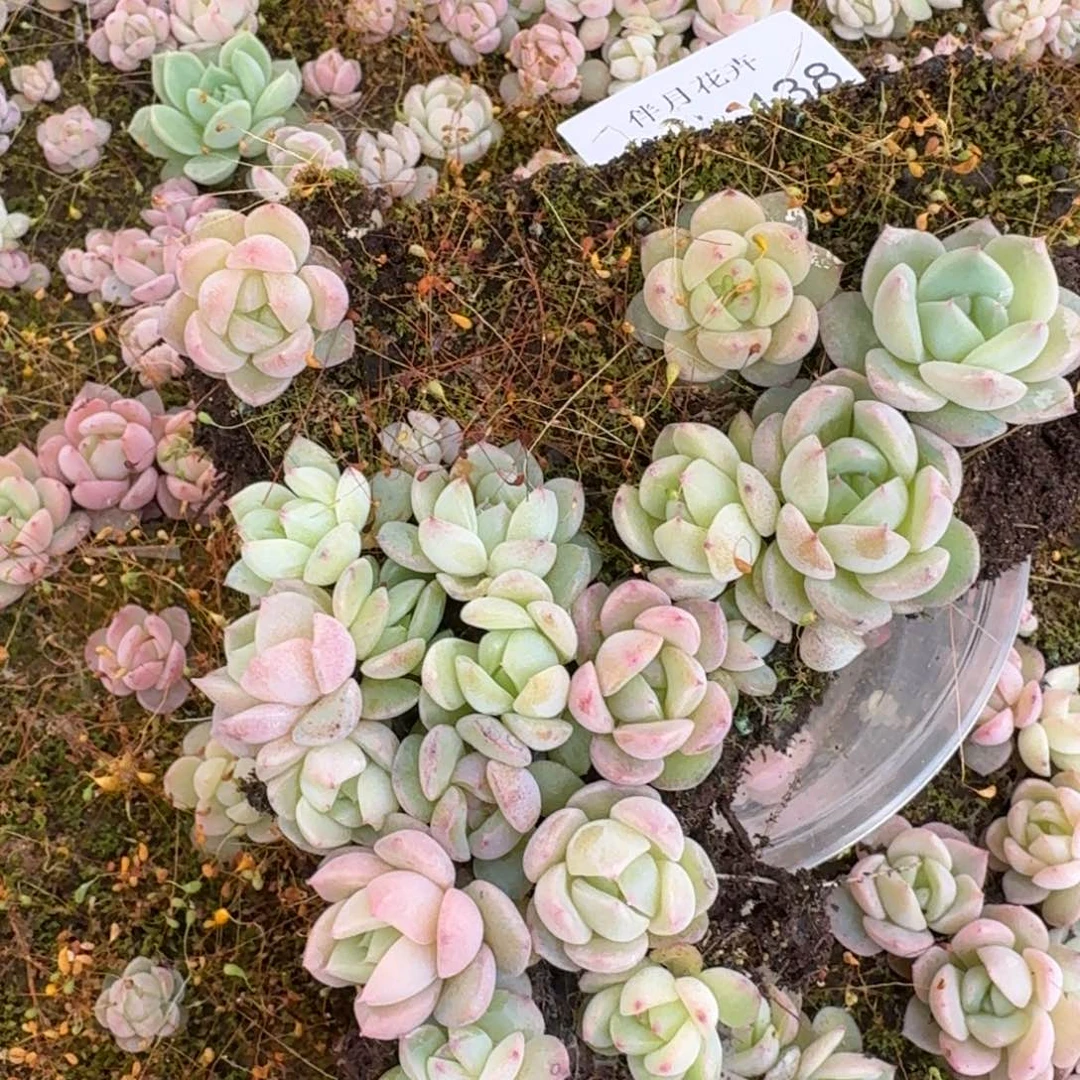 宽叶美尼珍妮一小盒量拍11-138