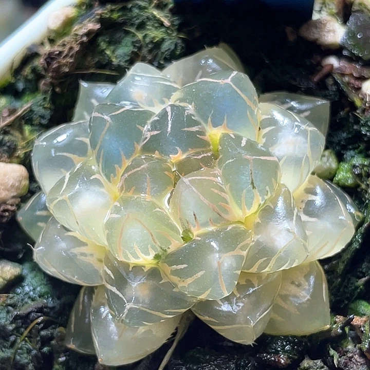 817灯芯糊斑水中月锦特选福利