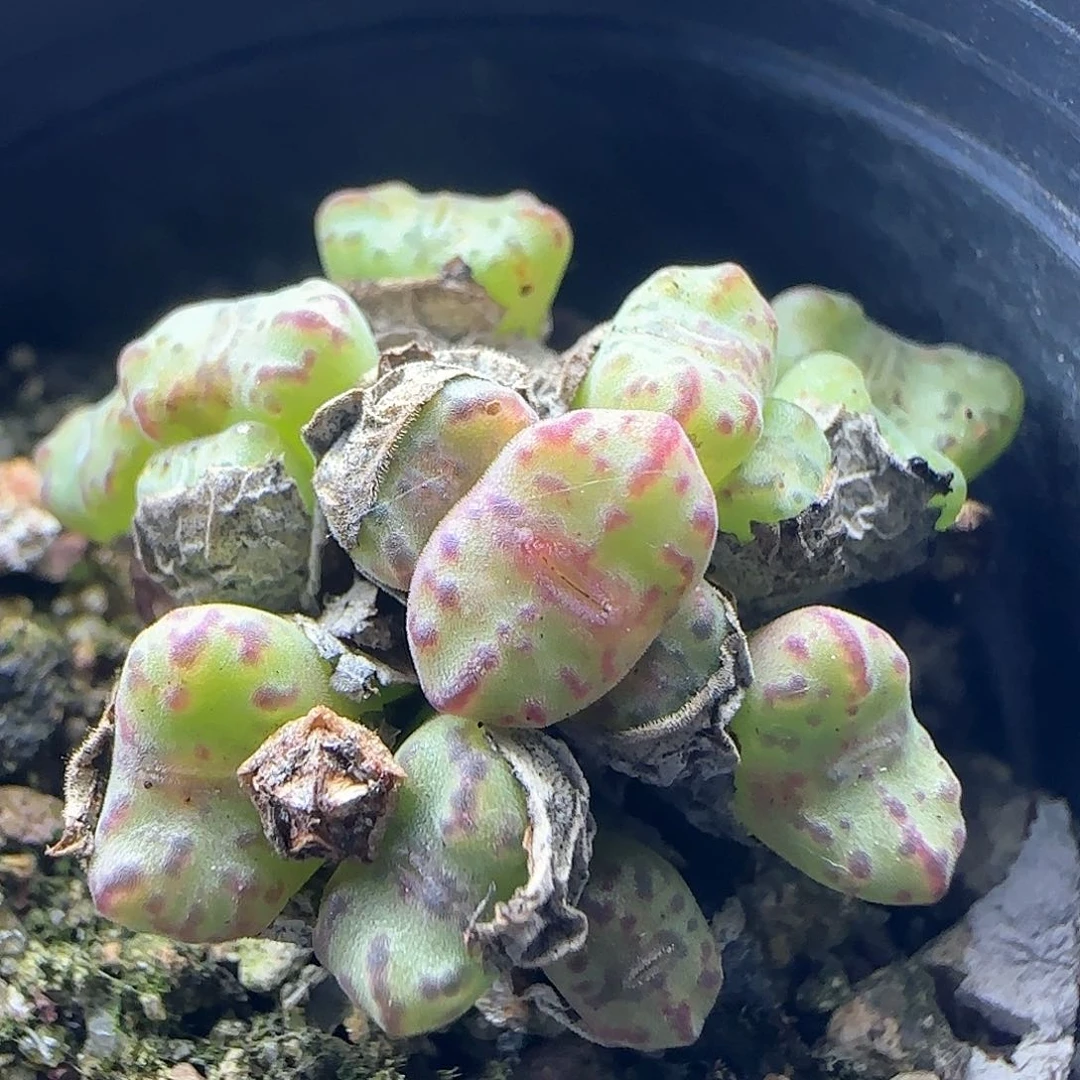 开播福利活动46235