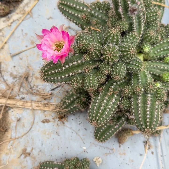 白檀仙人掌670侧芽群