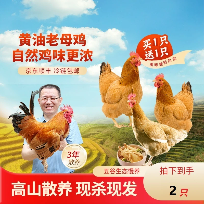 劳模大叔【2只装】3年琅琊老母鸡黑爪散养老母鸡单只净重2-2.5斤