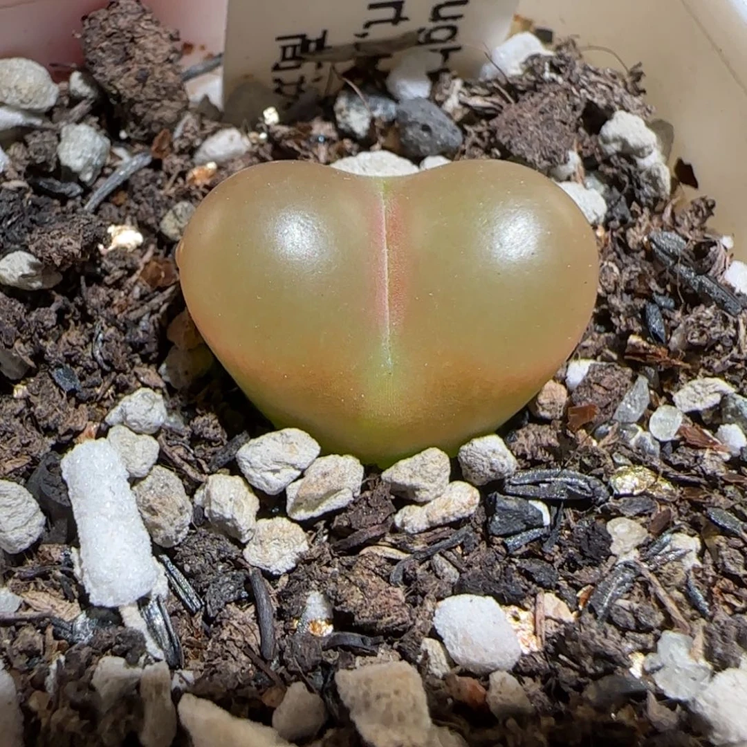 肉锥多肉植物组合-高透顶毛毛1528