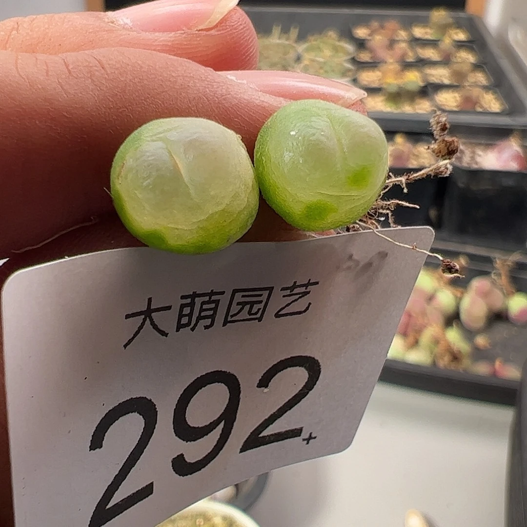 一物一拍。      292