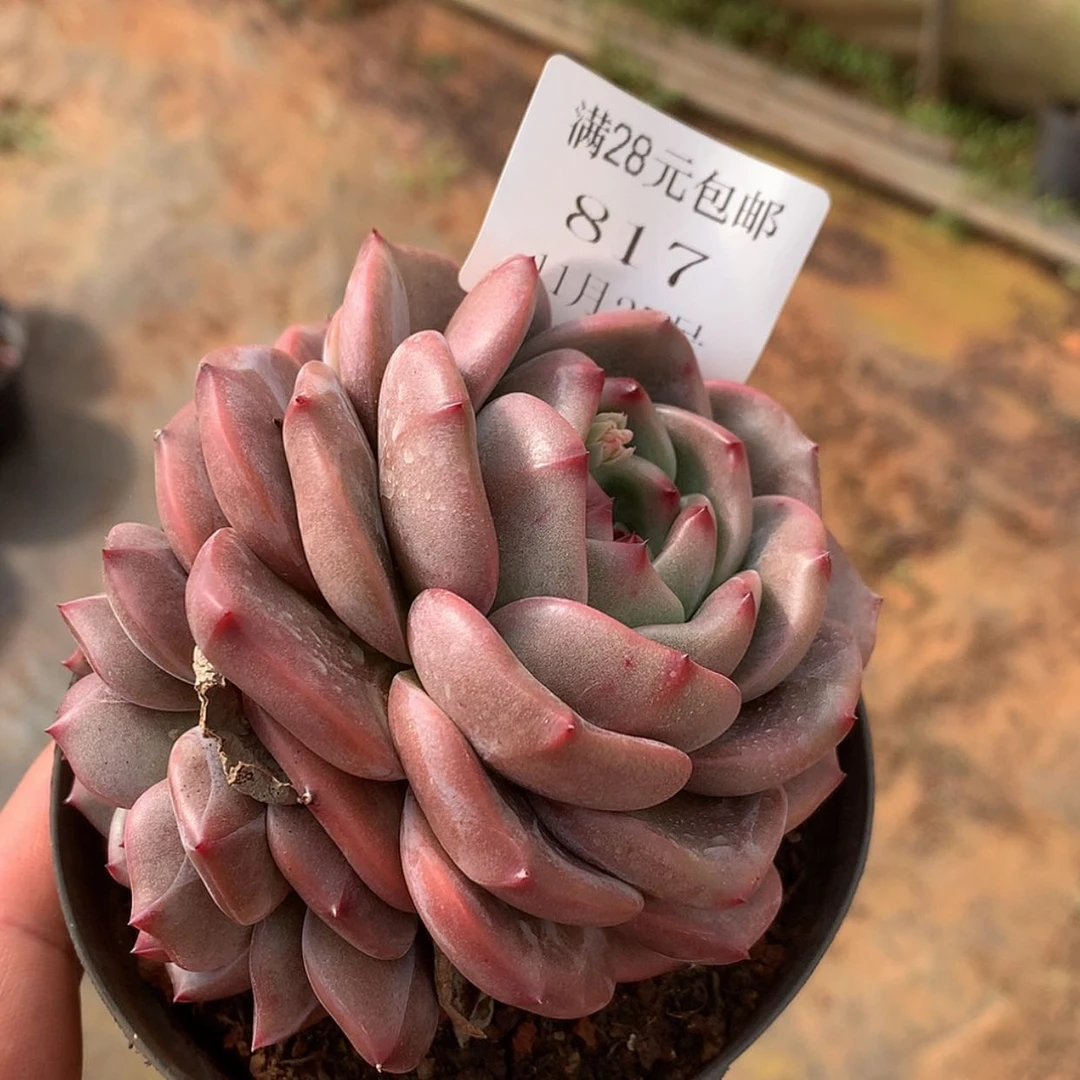 【闪购商品】云817号