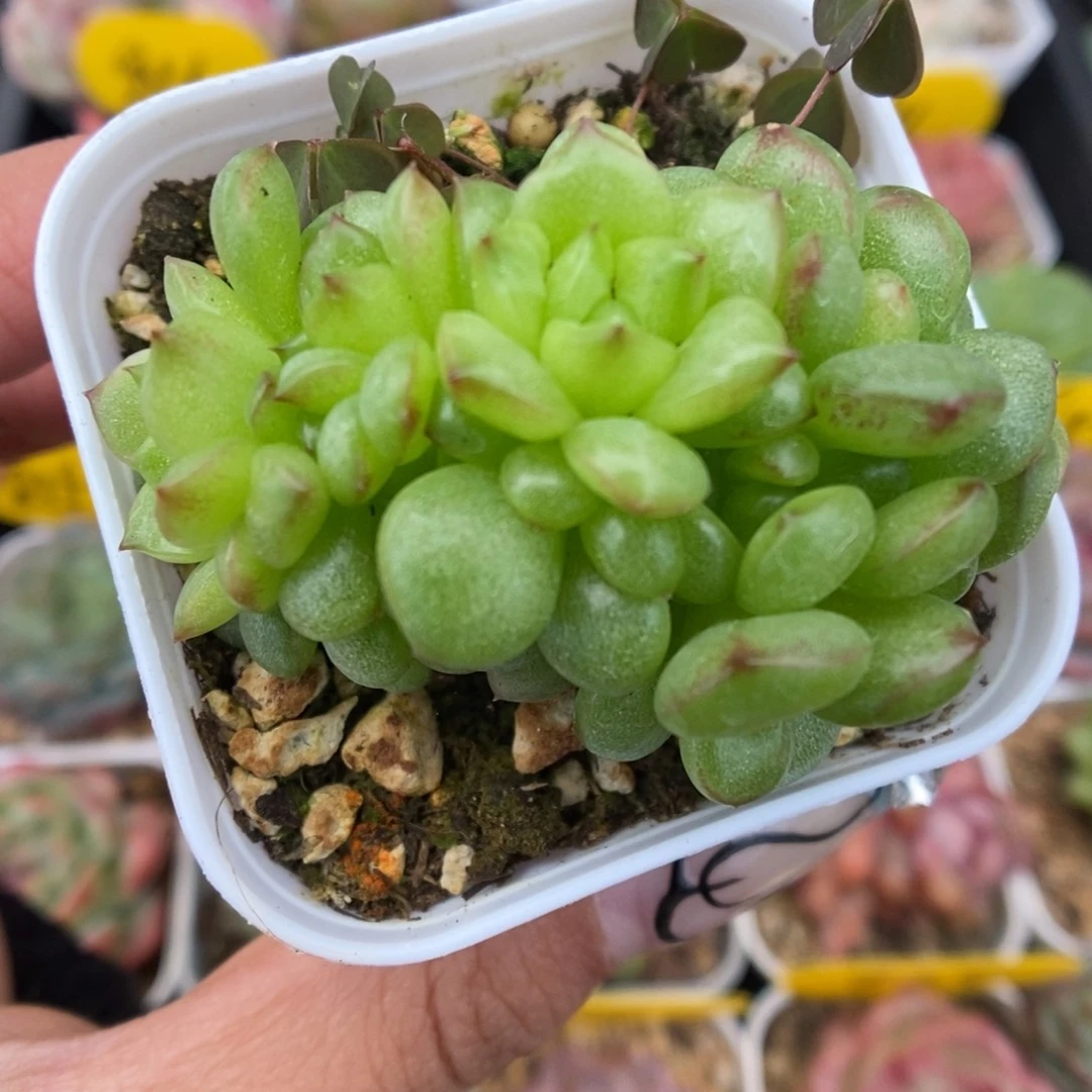 灯泡珍妮群生618号