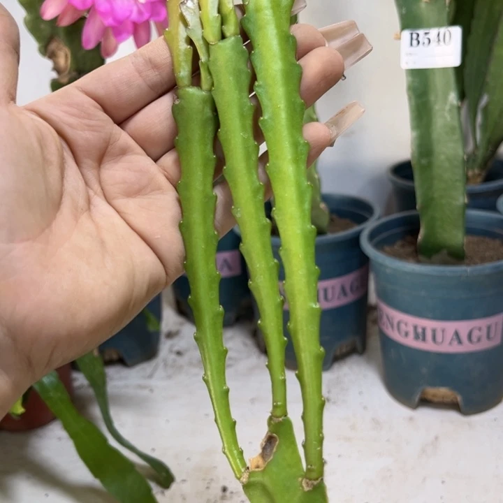 当前无花栽培后可以开花713