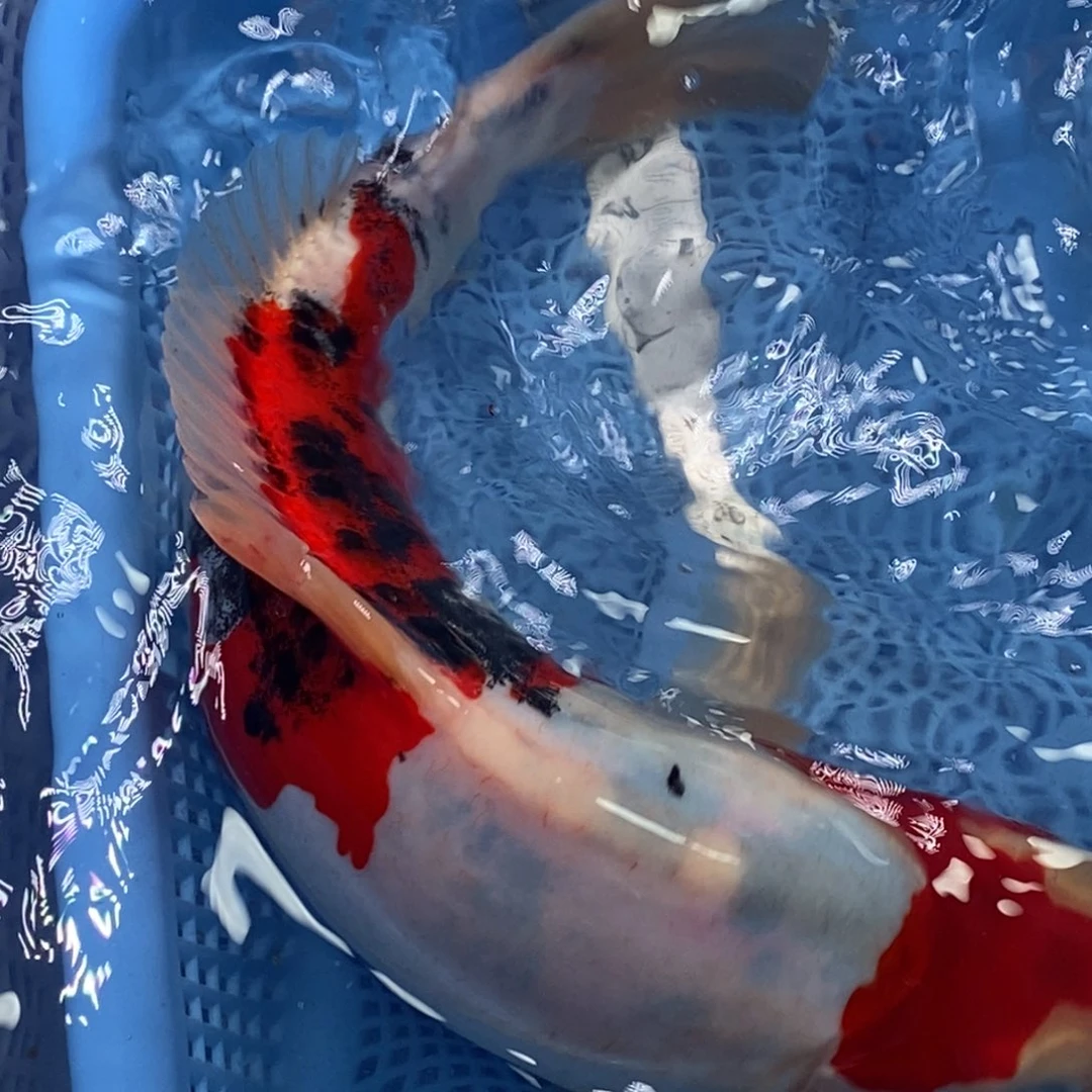 锦鲤冷水锦鲤包邮