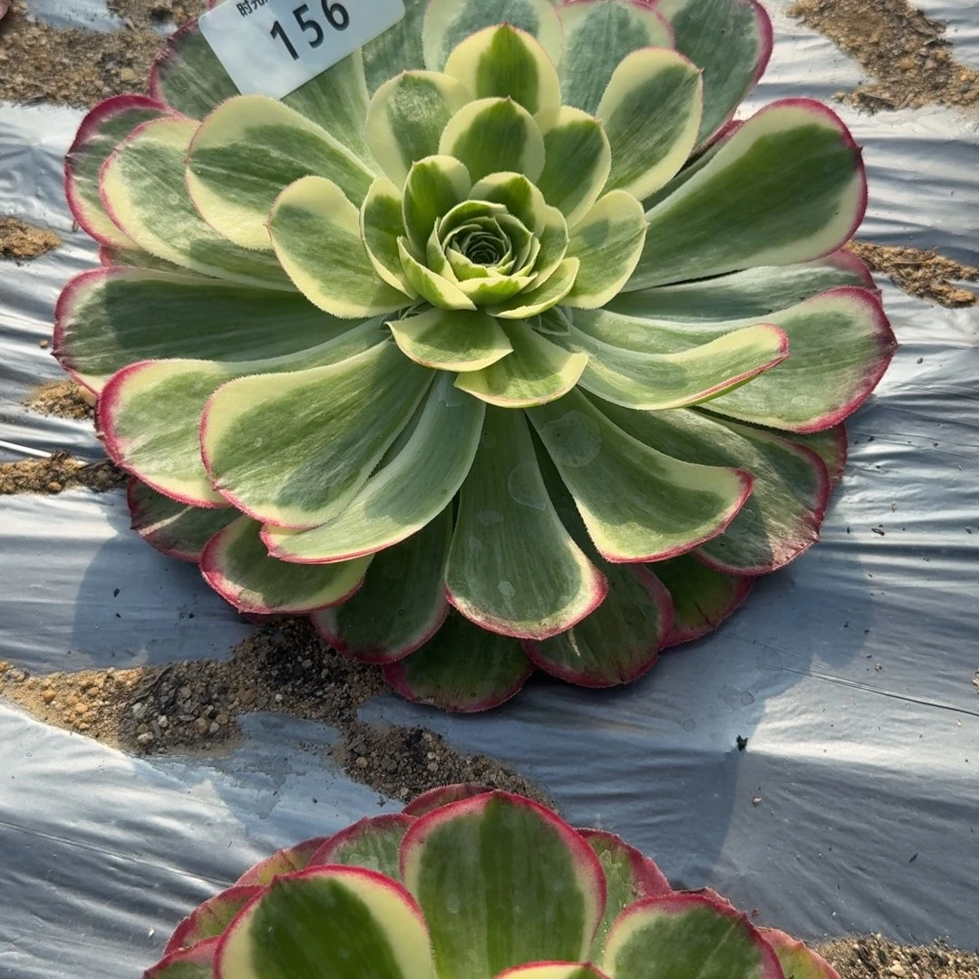 独***&156镜花水月到秋天。多肉植物