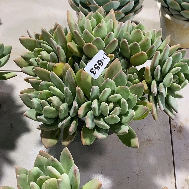 敏***姐653海洋之星多肉植物