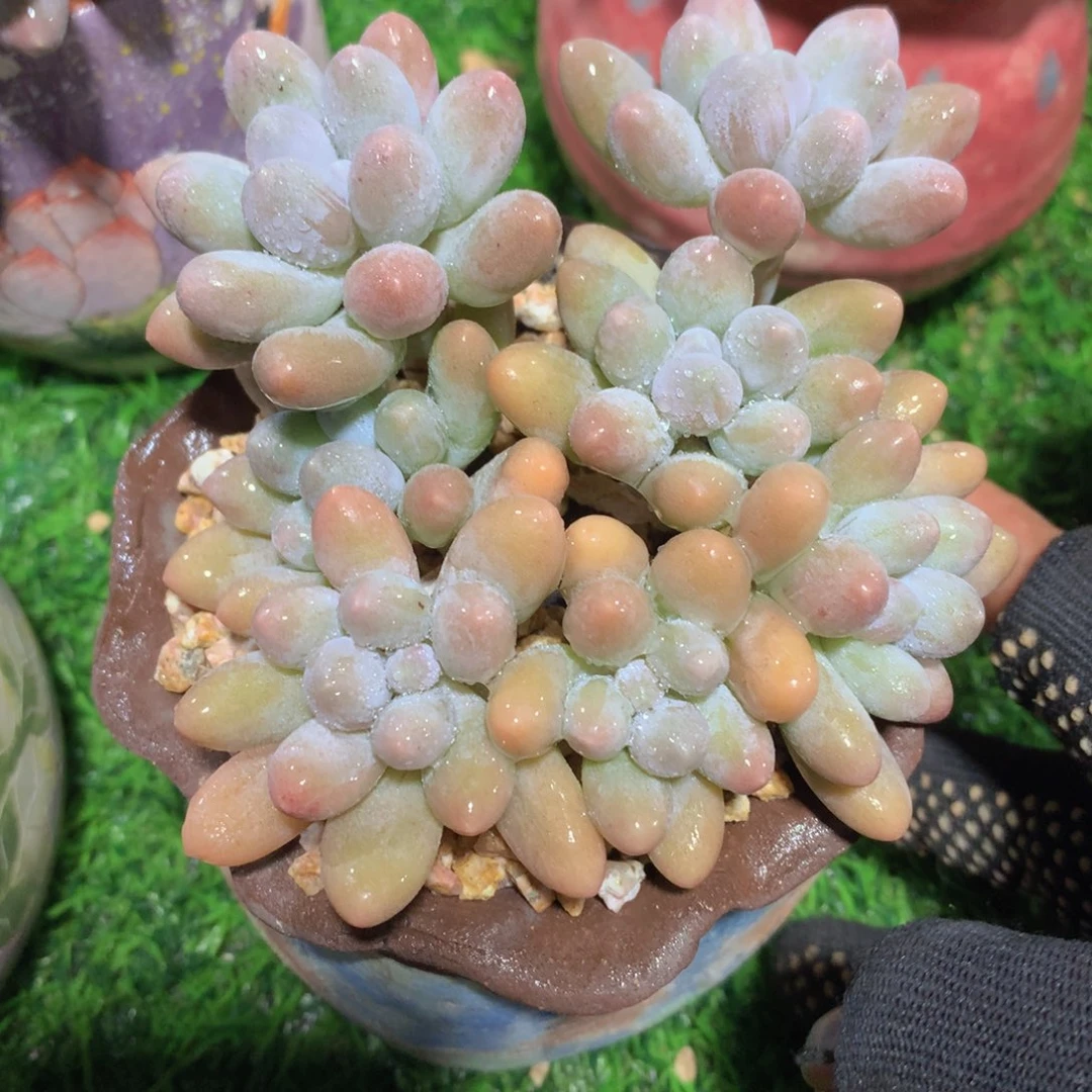 汤圆11 公分一物一拍