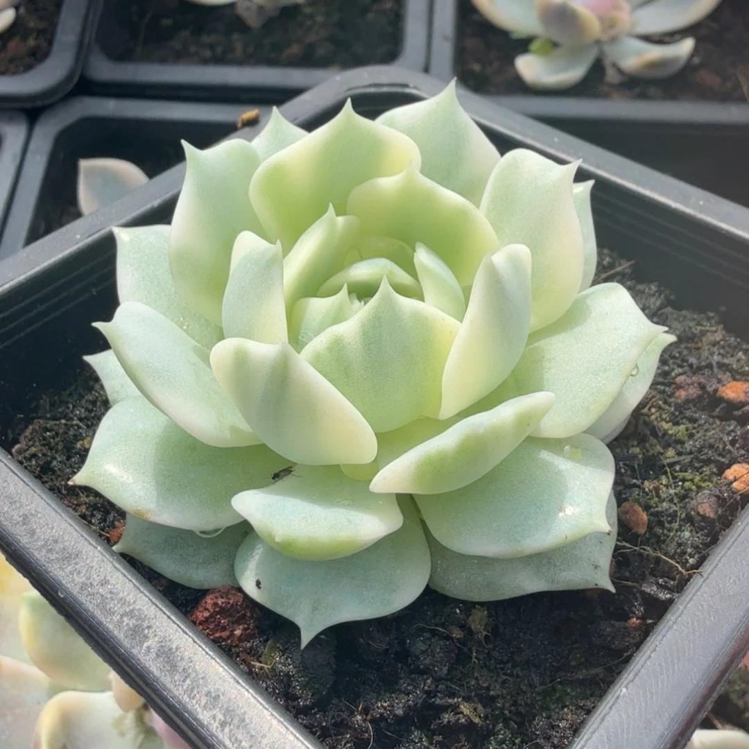 一刻露娜莲锦腹轮锦