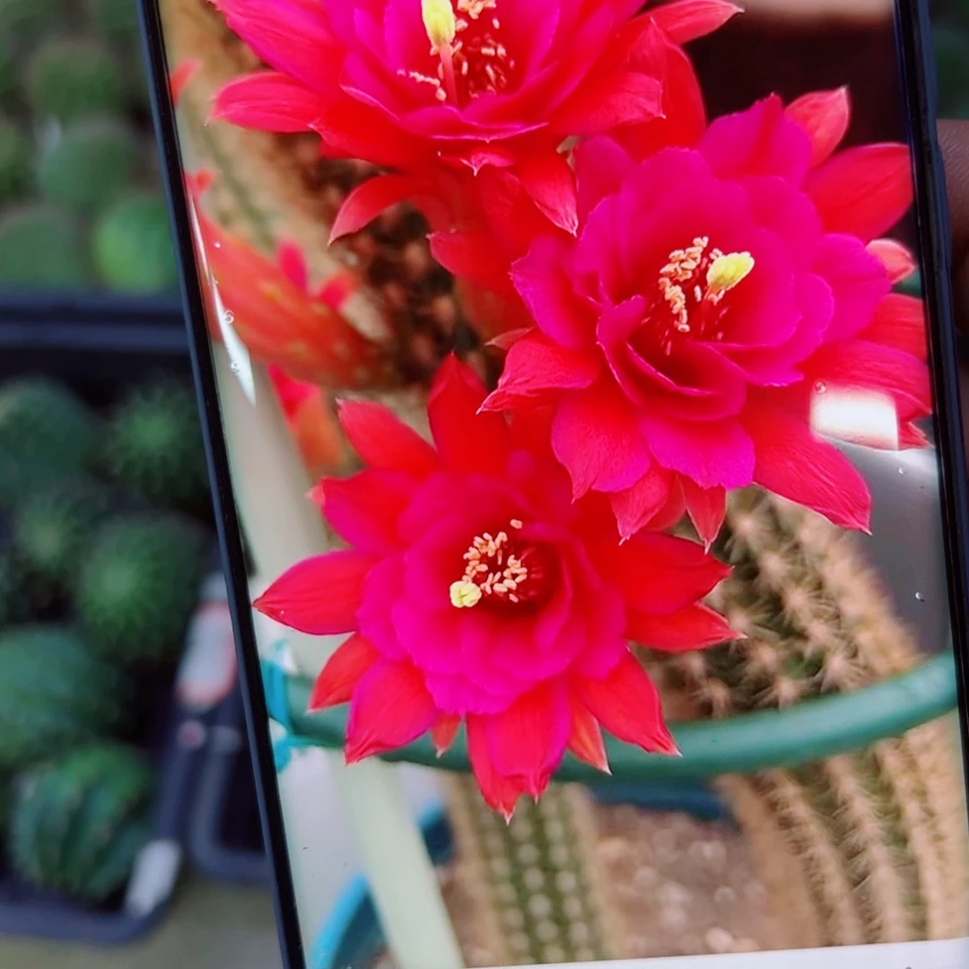 下166垂钓金妞紫水晶3个歪无根侧芽5公分左右20包邮