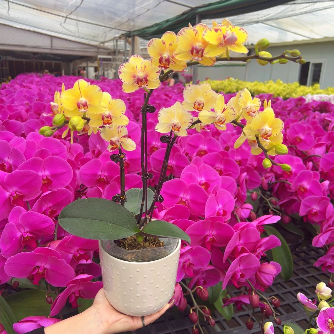 【金凤凰06】2.8寸杯精品蜡质花带花带花苞花卉盆栽佛山基地批发直播次日达