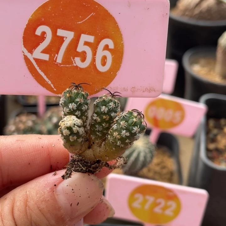 实生四头娇丽一群2756