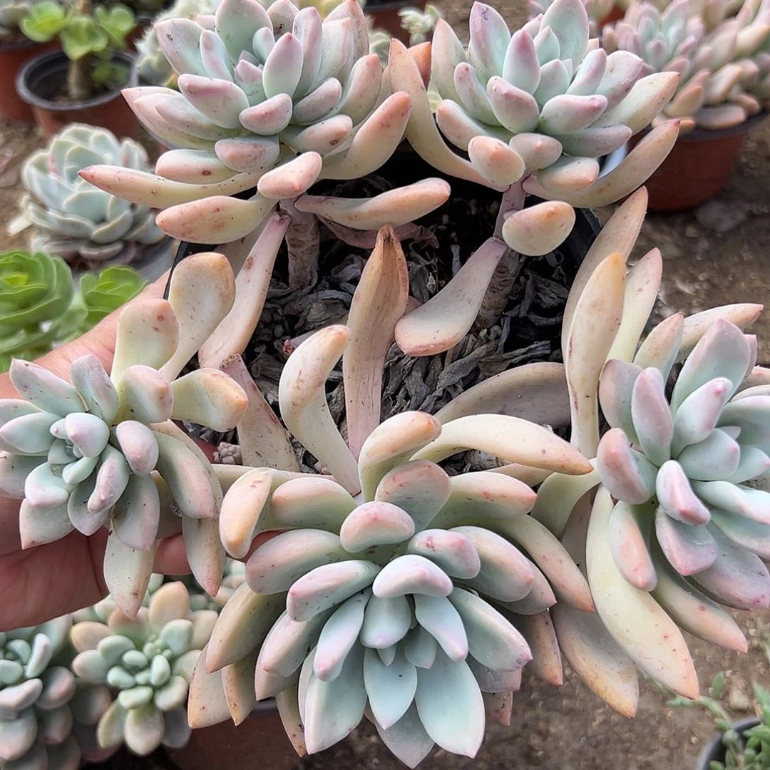 多肉植物奥普琳娜