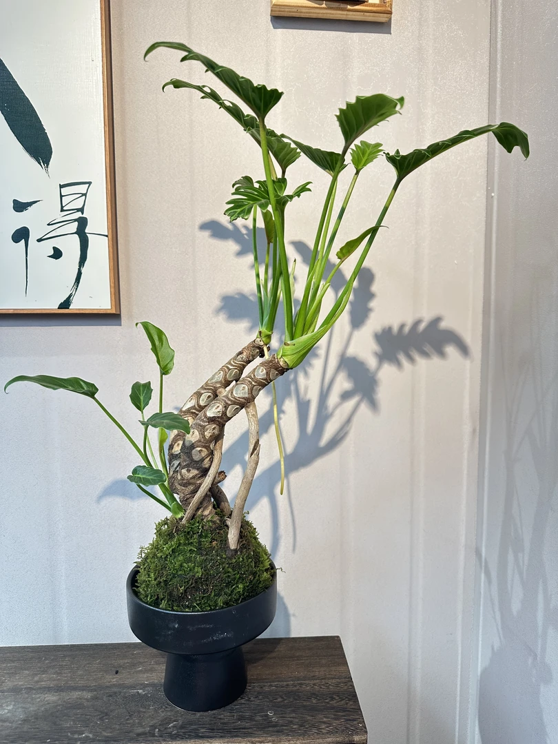 龙鳞小天使苔藓球室内好养护易活网红绿植茶几禅意盆景