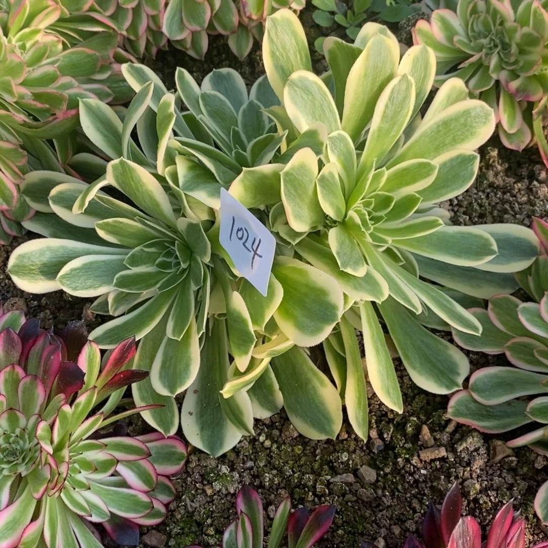 1024绿豆沙多肉植物