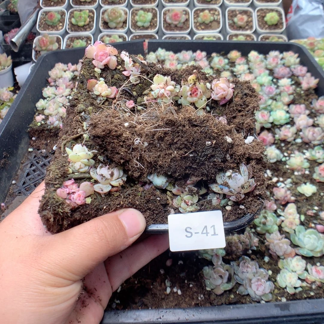 无花朵S41英语英语