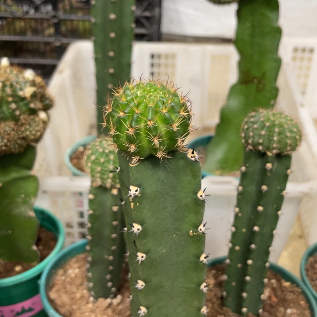 新品丽花L42袖铺母本