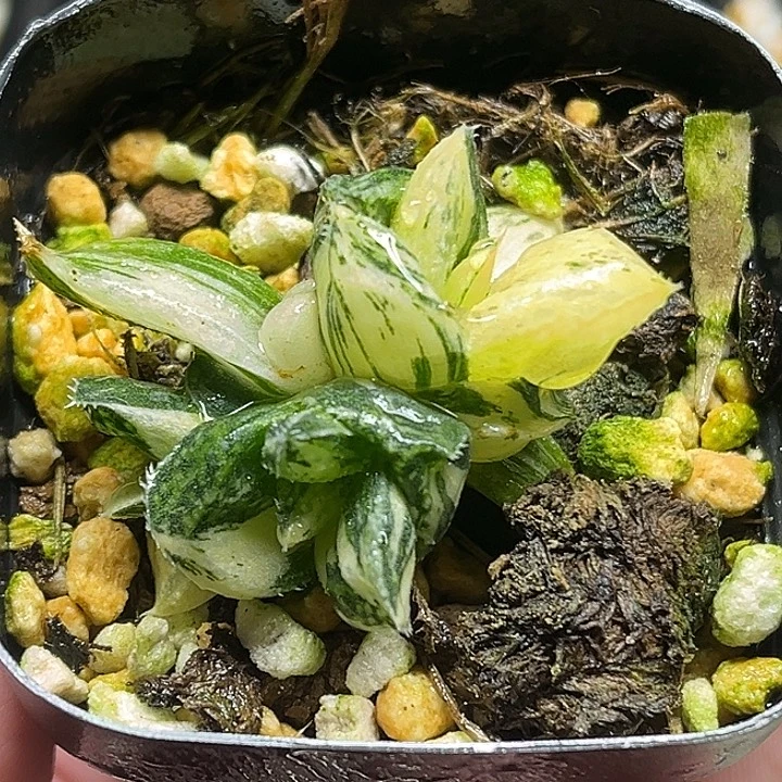 191多头实生寿锦头家多肉十二卷