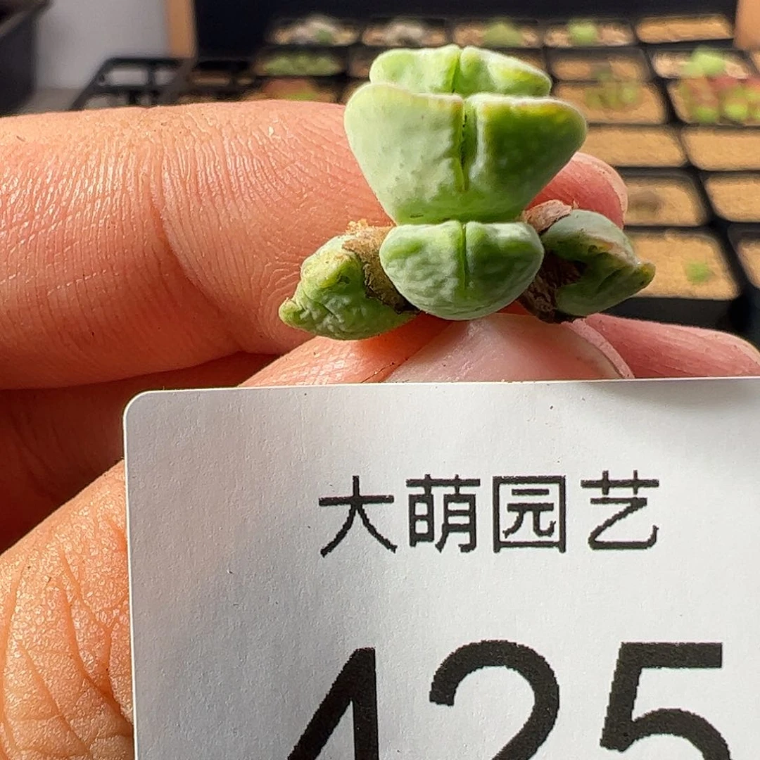 一物一拍。       425麋鹿角1449.1
