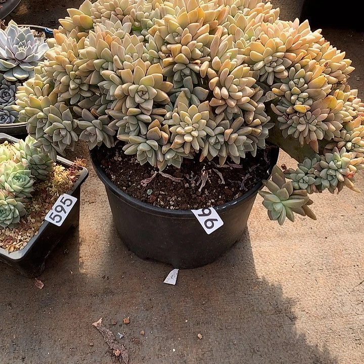 596淡雪缀 一物一拍多肉