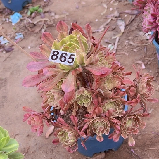 小***样多肉植物一个法师