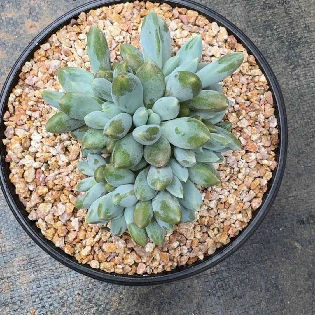 多肉植物哥特萝莉