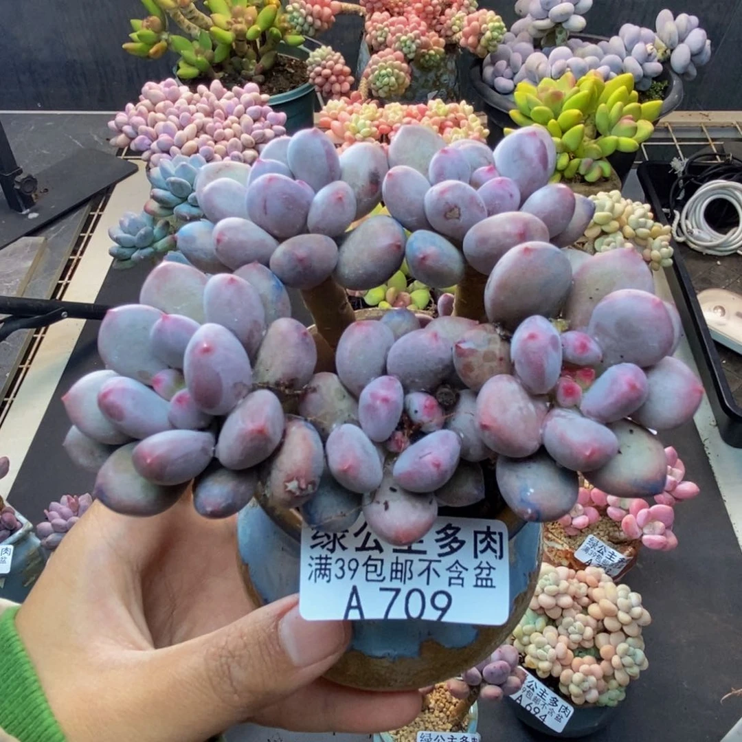 709仙子奶多肉8c m