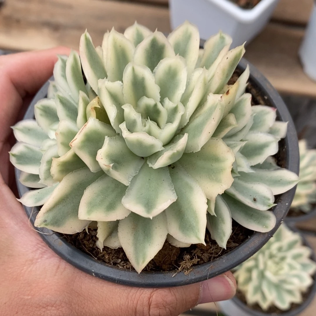 紫蝴蝶锦多肉植物7859