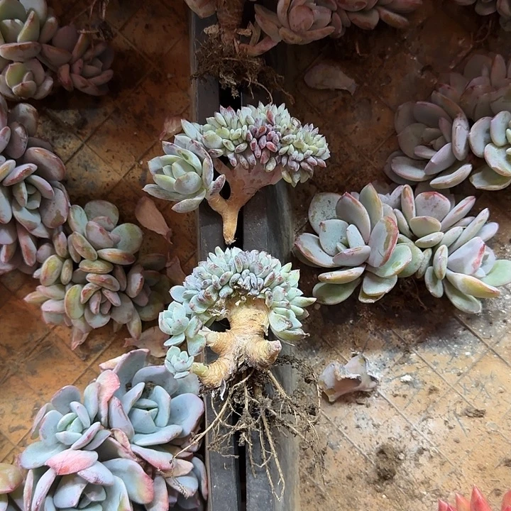 一物一拍不退不换