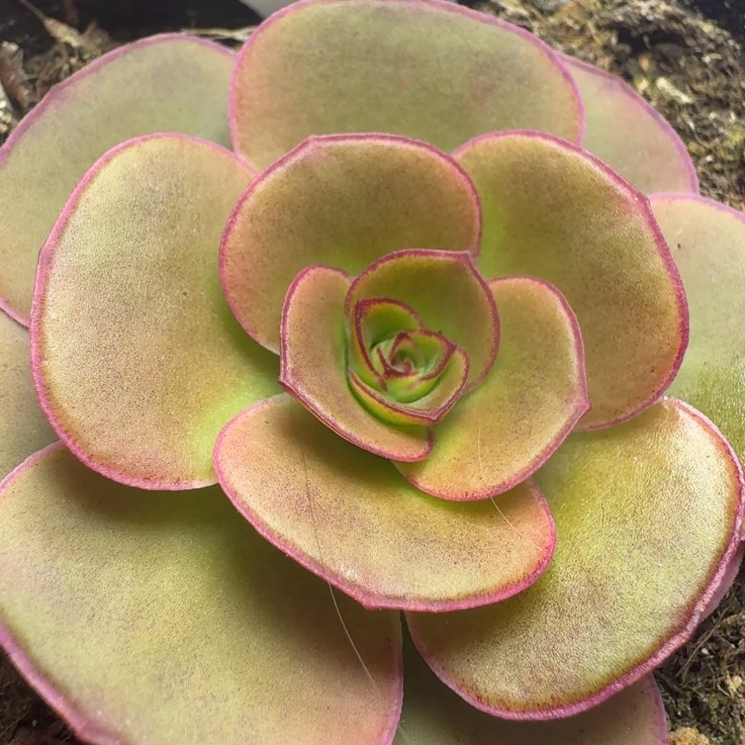 楹楹-193璀璨-冠幅  4cm