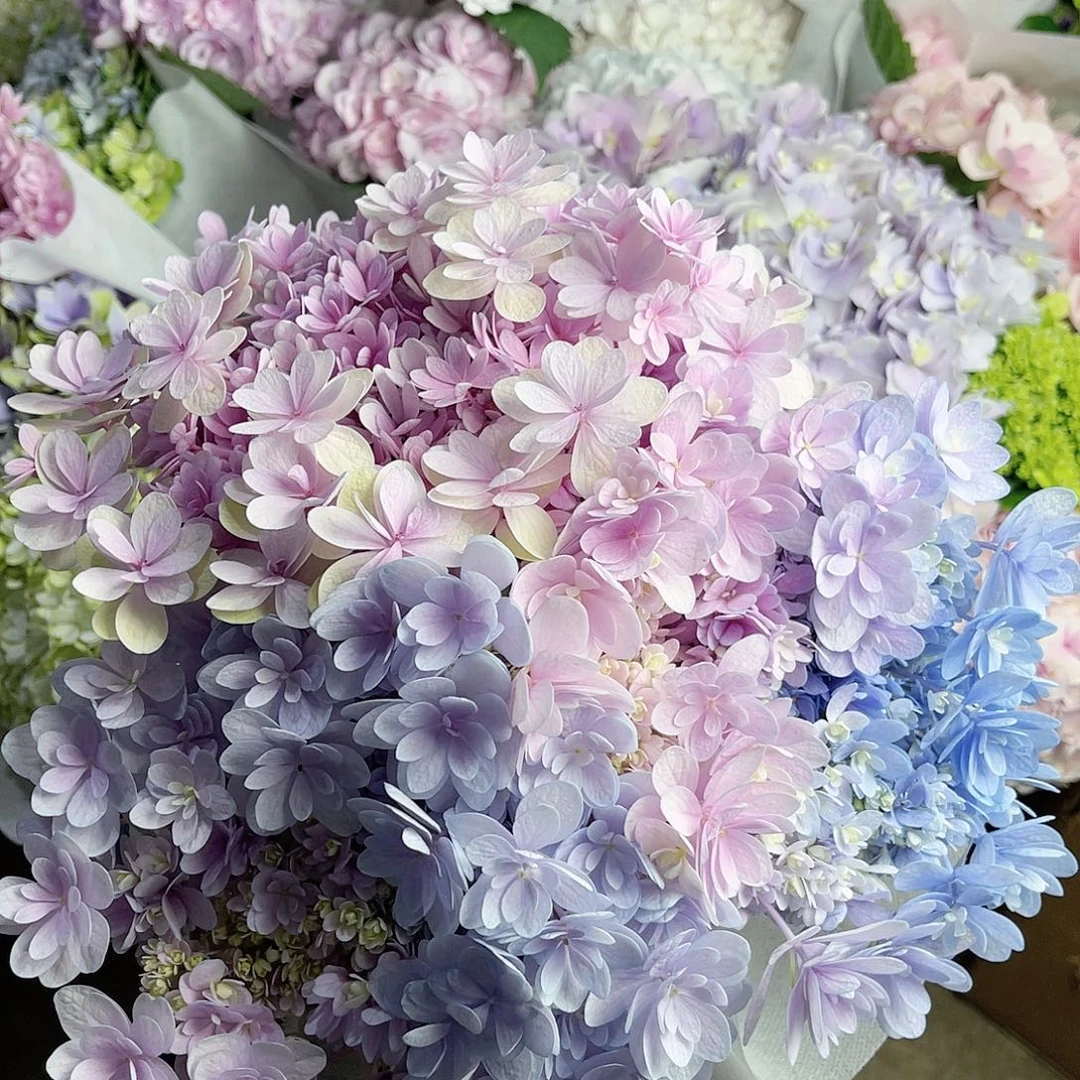 分****完全开放稀有绣球花11三枝
