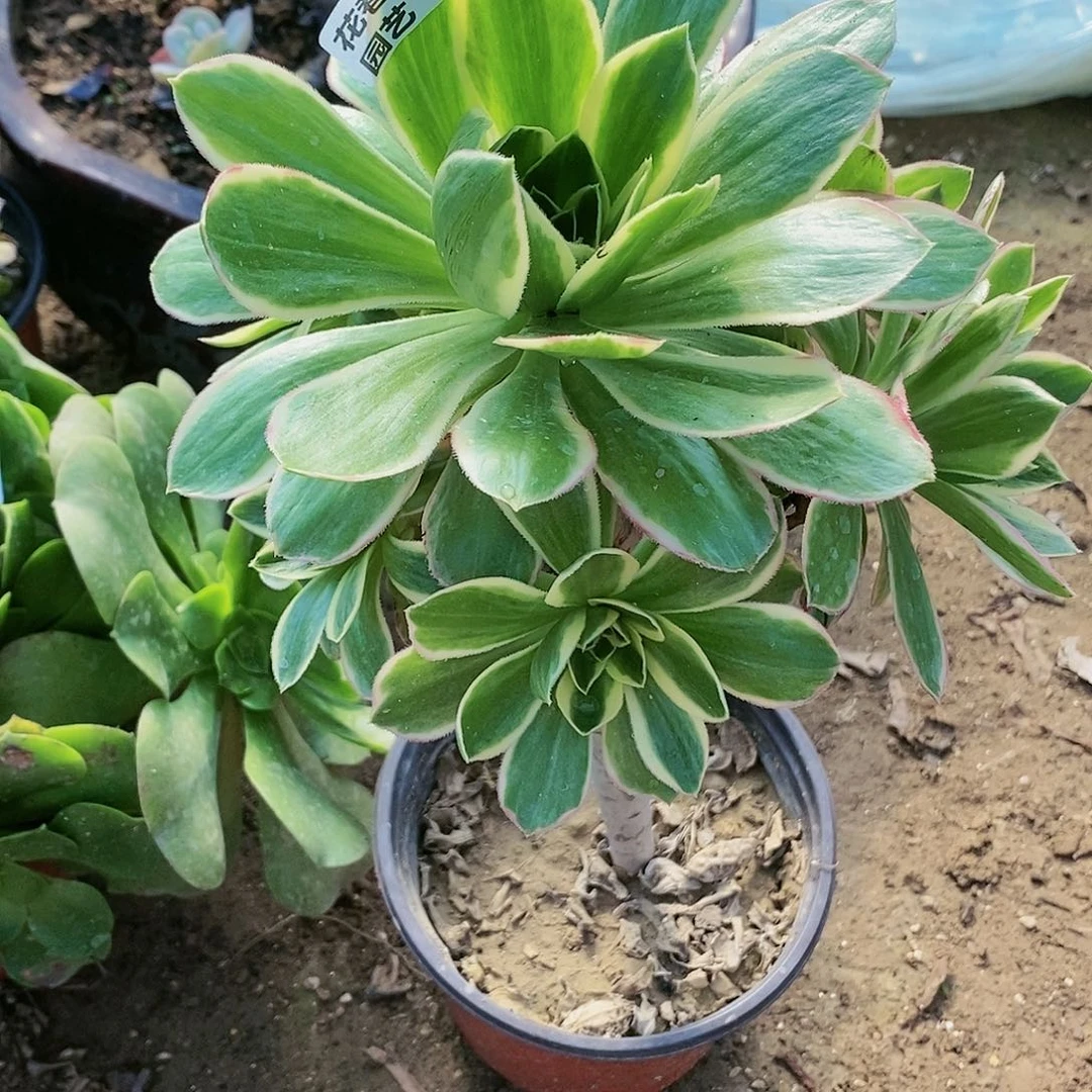 633 号大叶绿玫瑰锦20包邮不包断枝