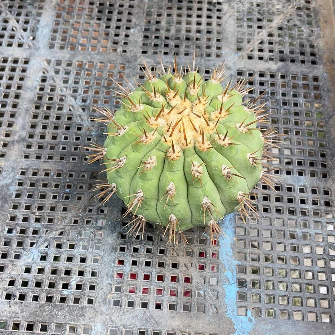 G****o7.5cm苗接黑王孤龙