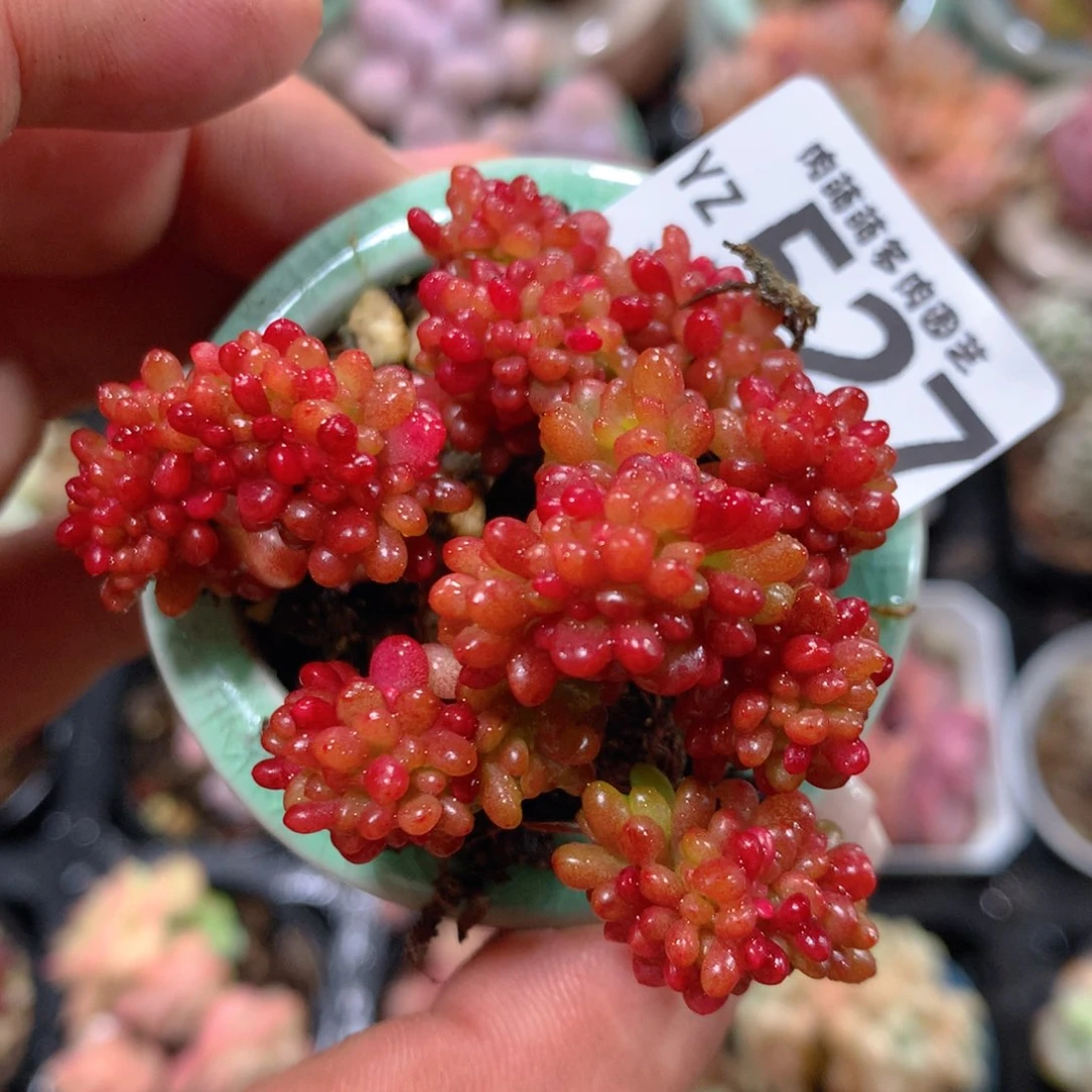 5CM拇指盆精控多肉YZ527