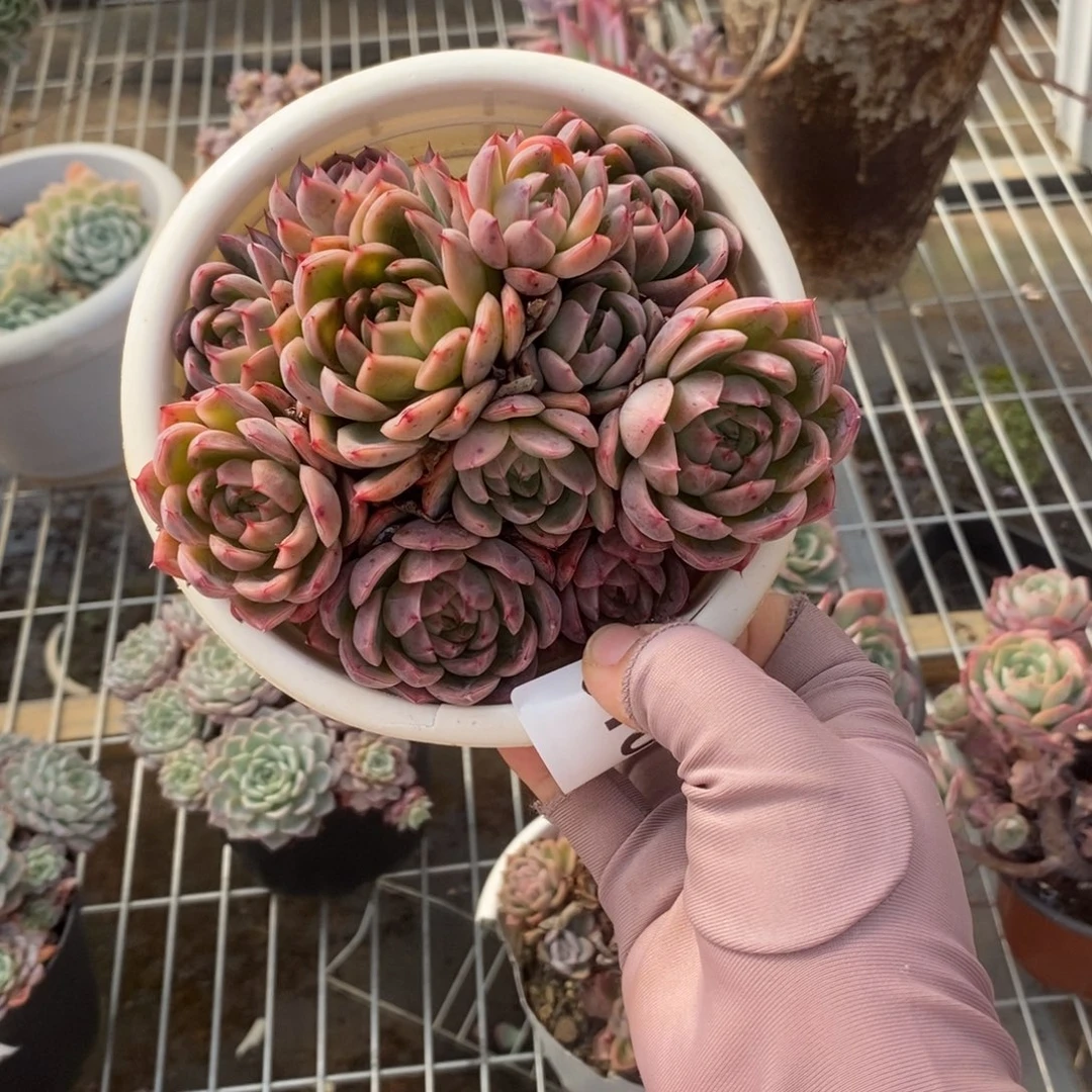 6105蓝龙多头一物一拍