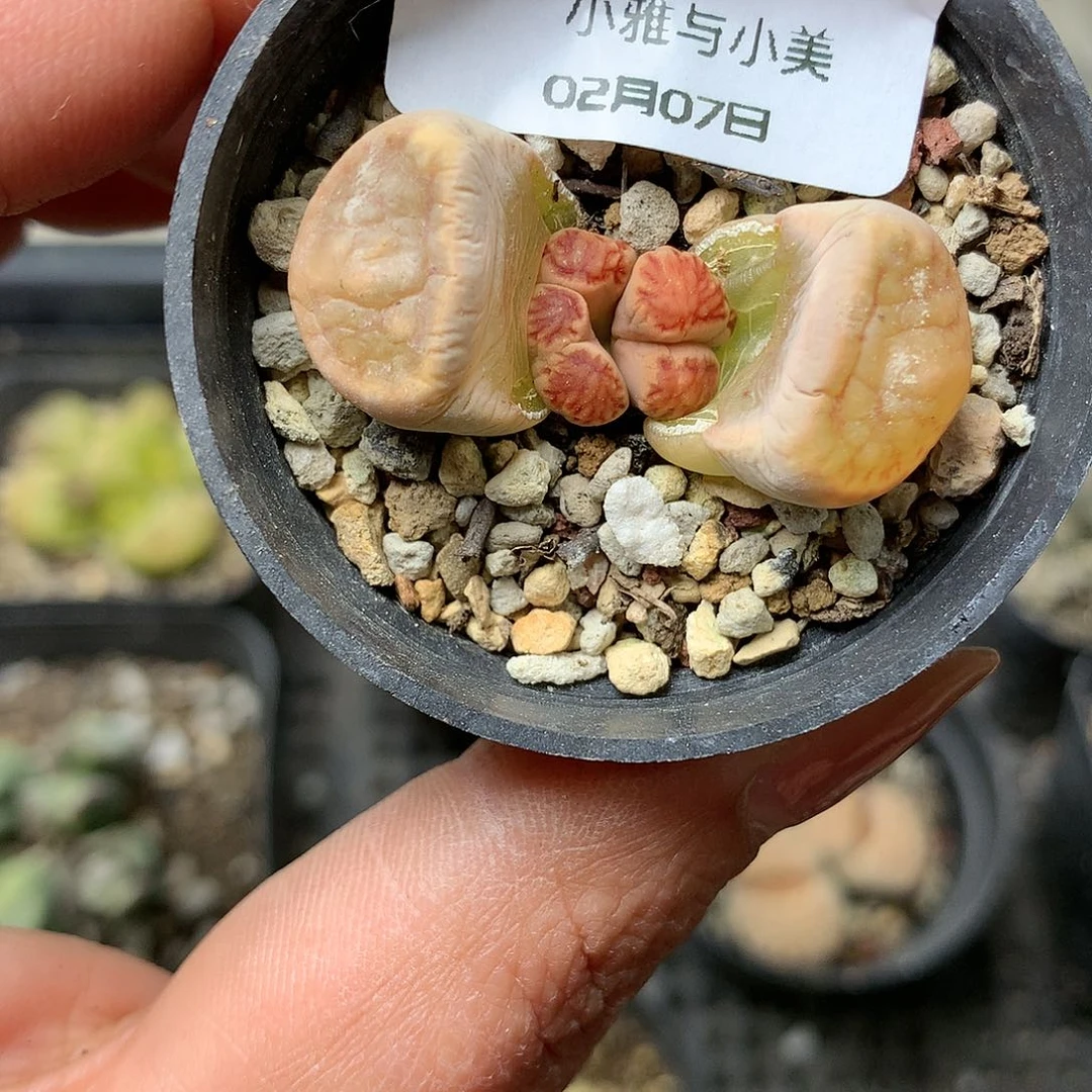 D59多肉植物保护研究所