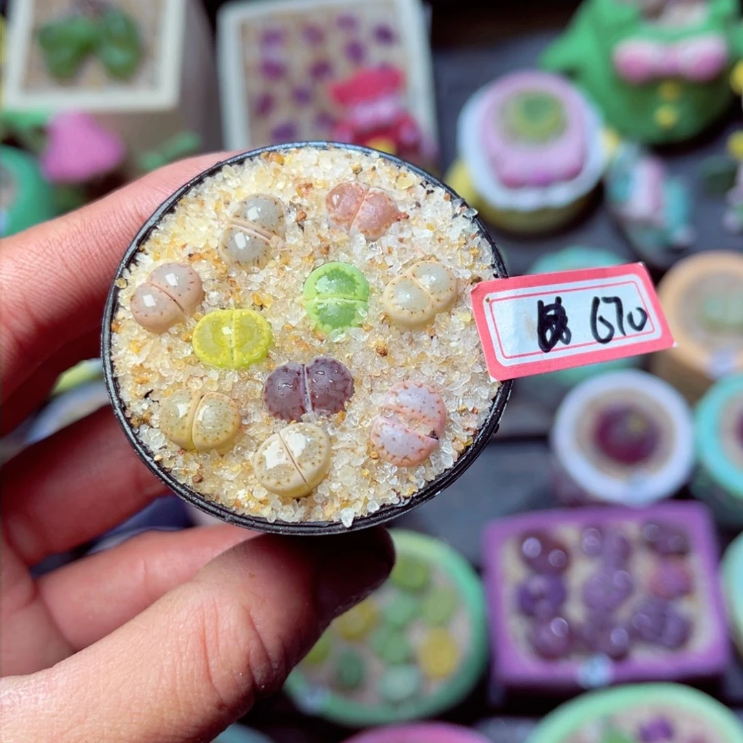 670生石花带盆发